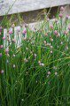 Chives