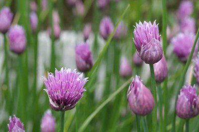 Chives