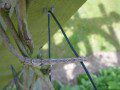 Engrailed Caterpillar