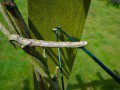 Engrailed Moth Caterpillar