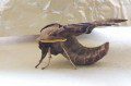 Eyed Hawkmoth
