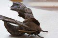 Eyed Hawkmoth