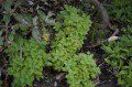 Feverfew