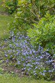 Forget-me-Nots