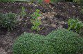 Herb Bed