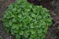 Lemonbalm