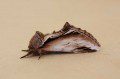Lesser Swallow Prominent