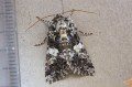 Marbled Coronet