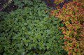 Marjoram growing next to a Spirea