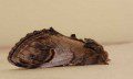 Pebble Prominent