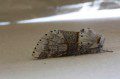 Poplar Kitten