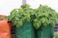 Potato Planters