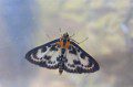 Small Magpie