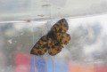 Speckled Yellow