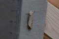 Turnip Moth