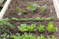 Vegetable Bed