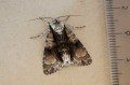 Alder Moth
