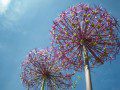 Aliums
