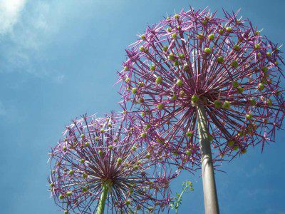 Aliums