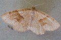 Barred Umber Moth