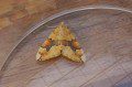 Barred Yellow Moth