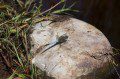 Black-tailed Skimmer