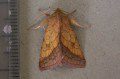Bordered Sallow