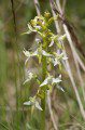 Lesser Butterfly Orchid