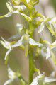 Lesser Butterfly Orchid