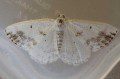 Clouded Silver Moth