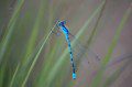 Common Blue Damselfly