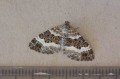 Common Carpet Moth