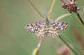 Common Heath