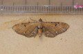 Wormwood Pug