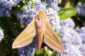 Elephant Hawkmoth