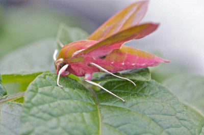 Elephant Hawkmoth
