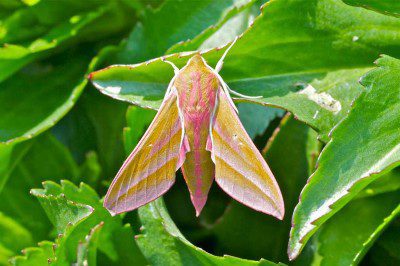 Elephant Hawkmoth