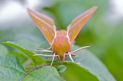 Elephant Hawkmoth