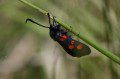 Five-spot Burnet