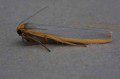 Scarce Footman Moth