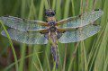 Four Spotted Chaser
