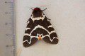 Garden Tiger Moth