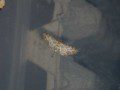 Shaded Pug Moth