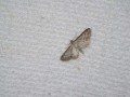 Shaded Pug Moth