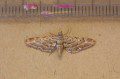 Narrow-winged Pug