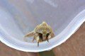 Smoky Wainscot