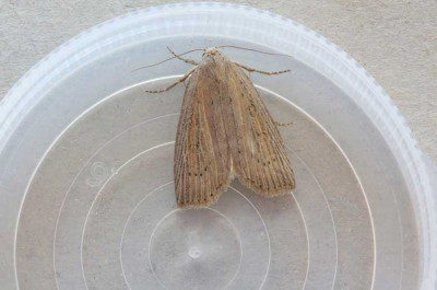 Silky Wainscot Moth