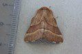 Lackey Moth