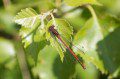 Large Red Damselfly