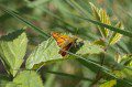 Large Skipper